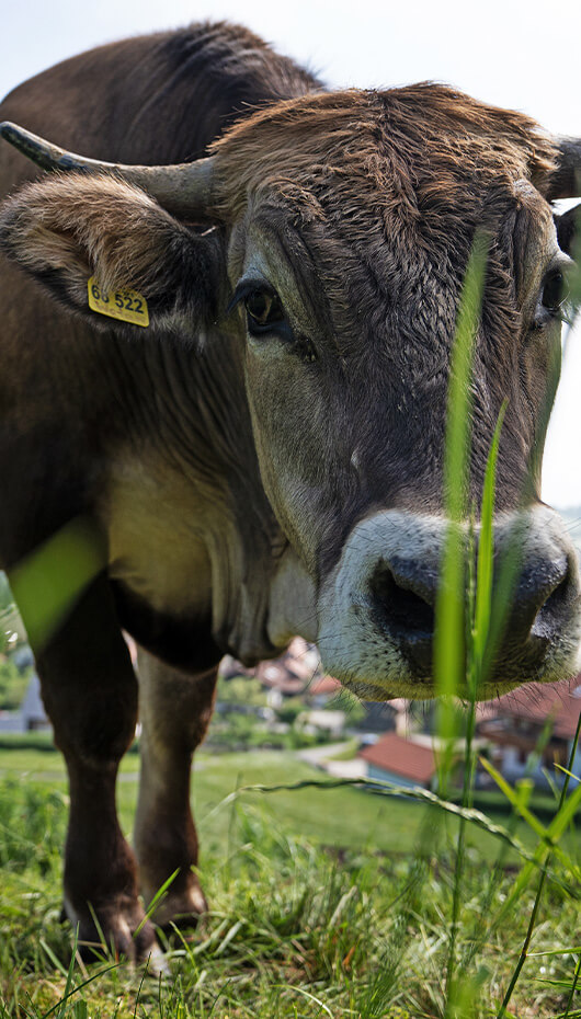 Biohotel mit eigenem Biohof. Unsere Murnau Werdenfelser Bio-Ochsen grasen im Sommer friedlich vor unserem Biohotel.