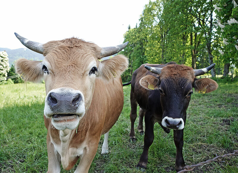 Unsere Murnau Werdenfelser Bio-Ochsen vor unserem Biohotel in Bayern