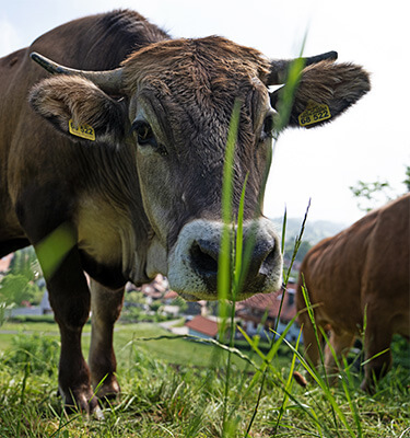 Unser Biohof und Kräutergarten beschenkt uns mit hochwertigen Lebensmitteln.